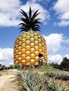 257564-big-pineapple